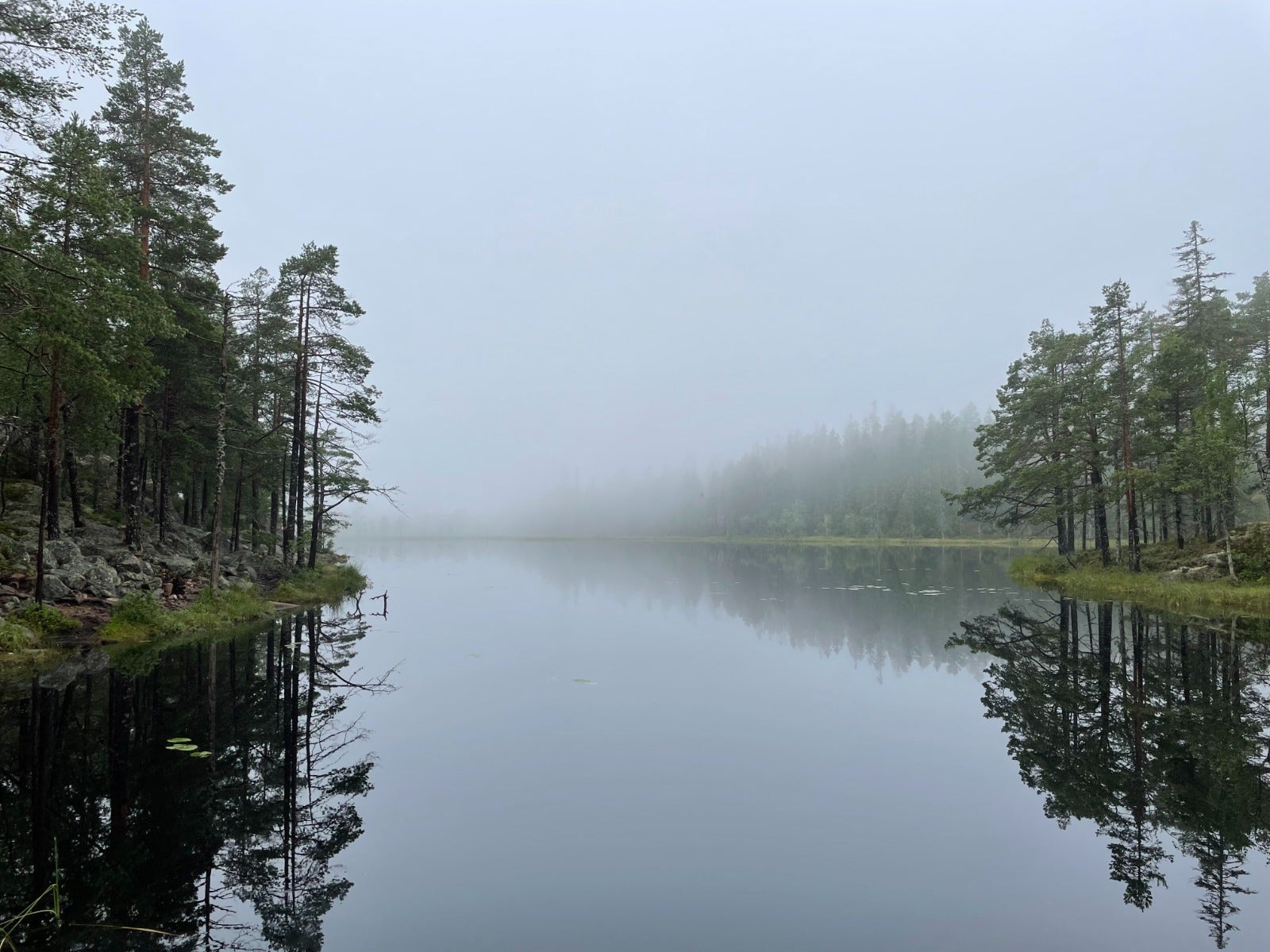 mystisk bild på dimmig sjö i skogen